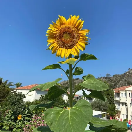 On 2* Ölüdeniz